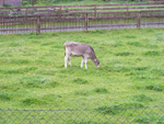 DSCF8905.jpg