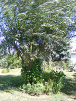 DSCF9618.jpg