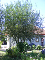 DSCF9626.jpg