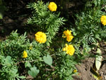 DSCF9629.jpg